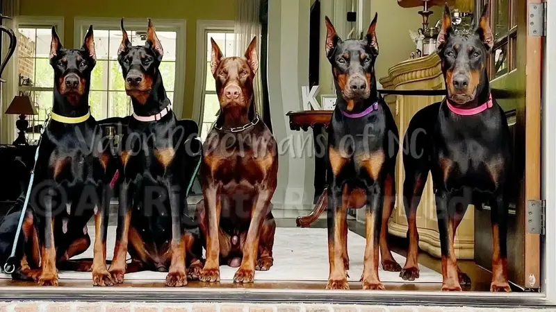 European Doberman Puppies for Sale